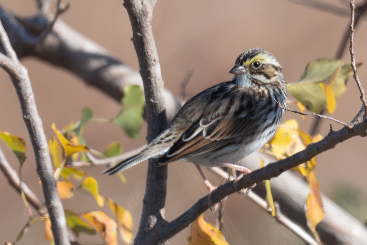 Savannah Sparrow - ML647003883