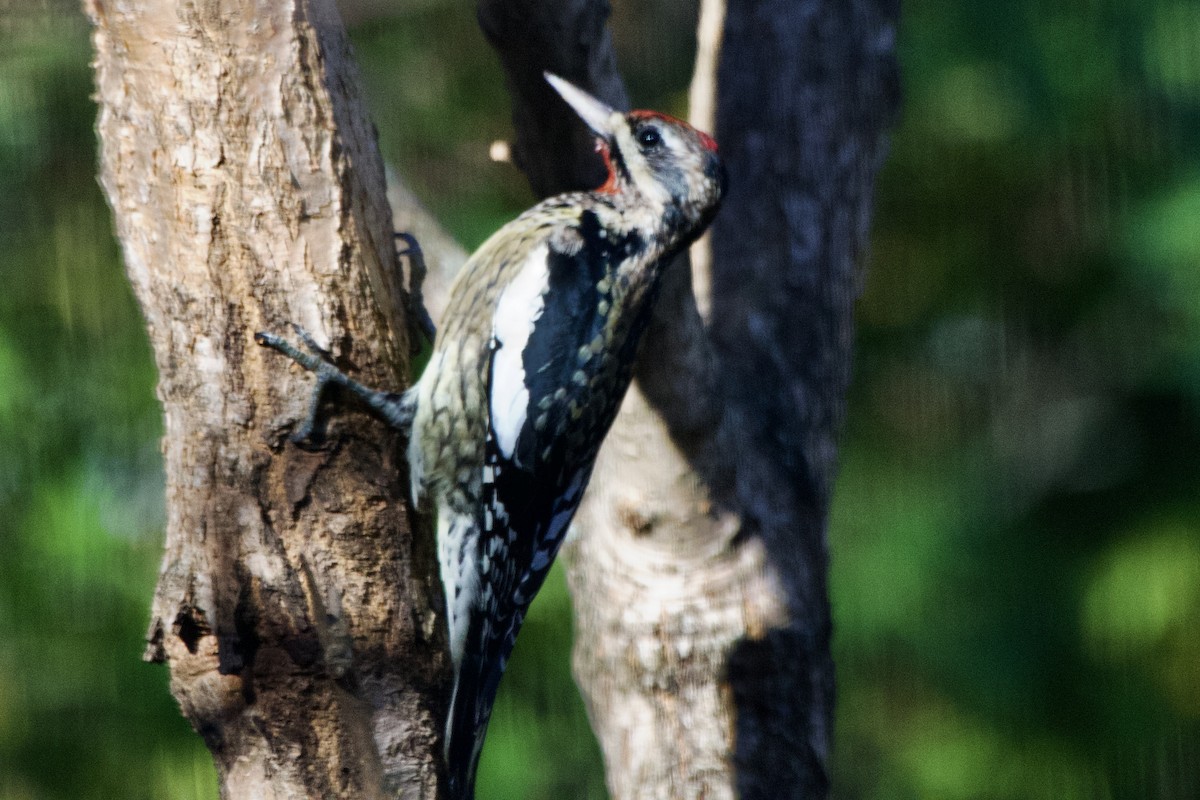 Yellow-bellied Sapsucker - ML647003885