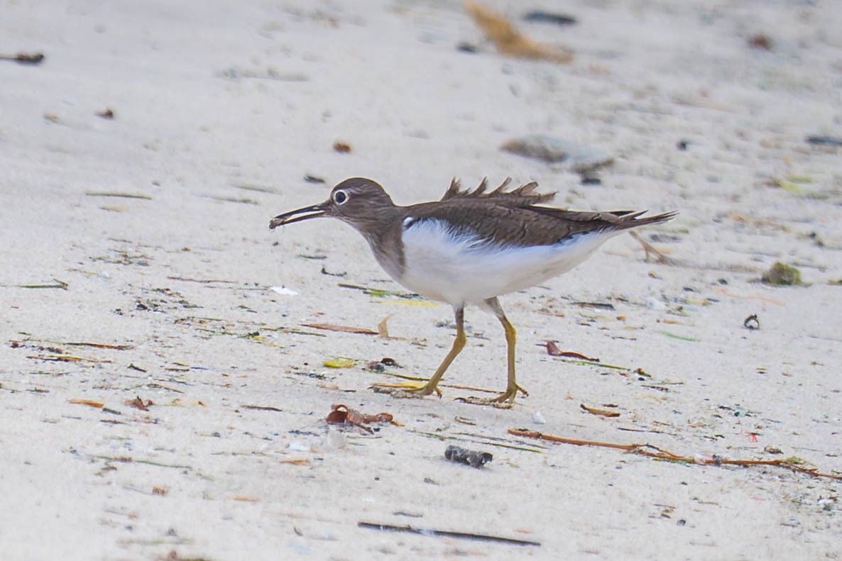 Common Sandpiper - ML647003887