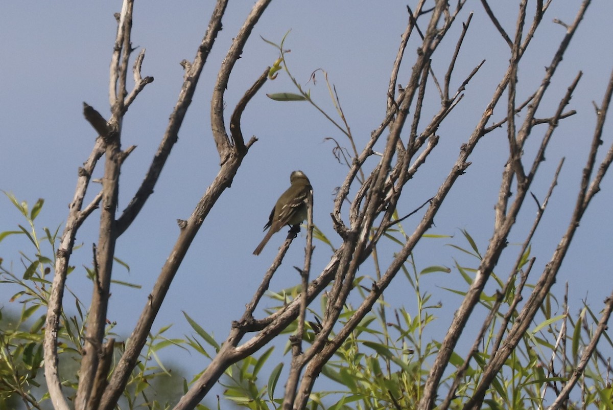 Ak Tepeli Elenya - ML647003888