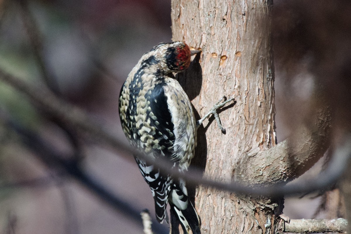 Yellow-bellied Sapsucker - ML647003889