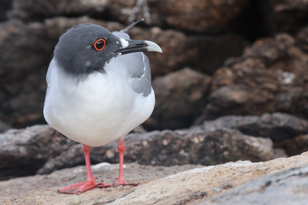 Swallow-tailed Gull - ML647003891