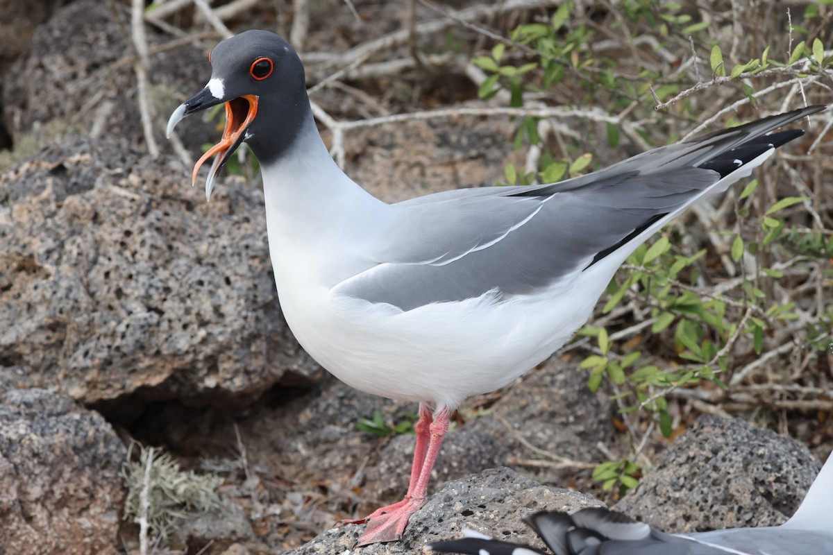 Swallow-tailed Gull - ML647003892