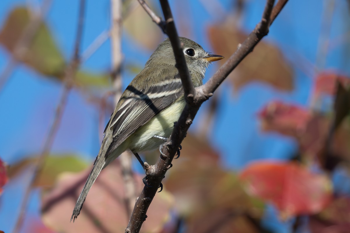 Least Flycatcher - ML647003894