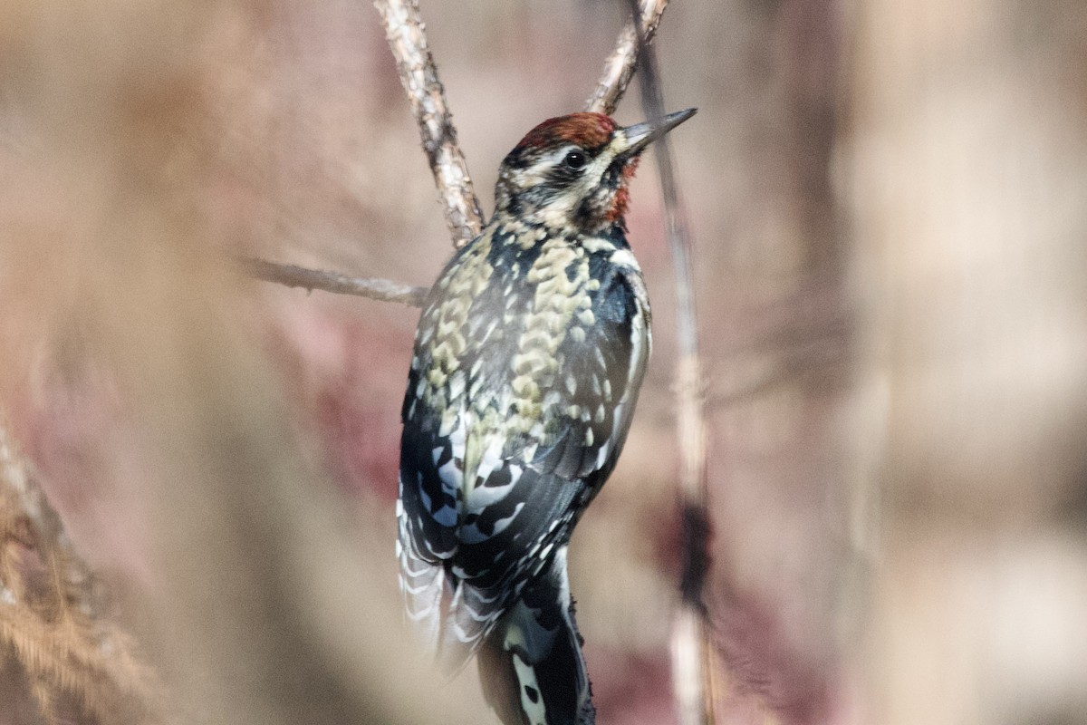 Yellow-bellied Sapsucker - ML647003895