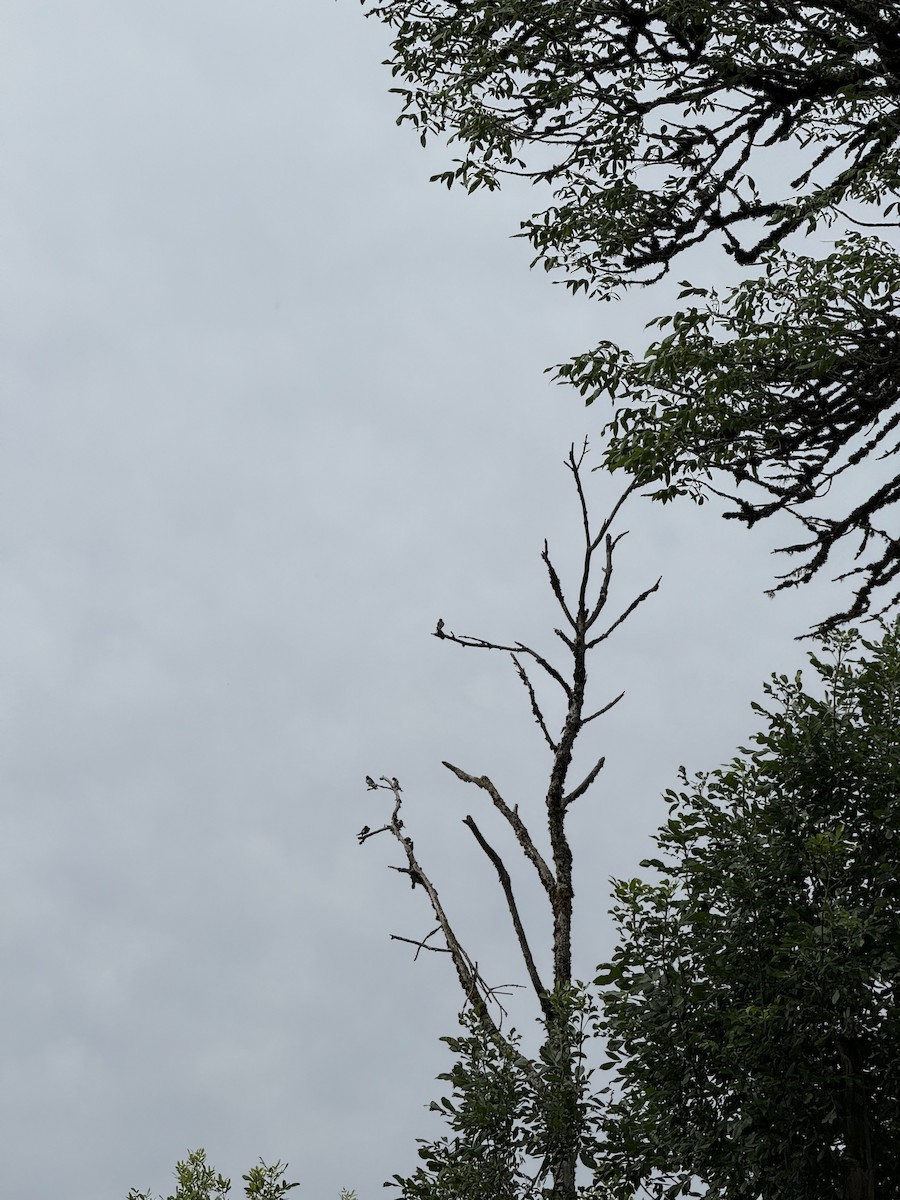 סנונית אמריקנית - ML647003896