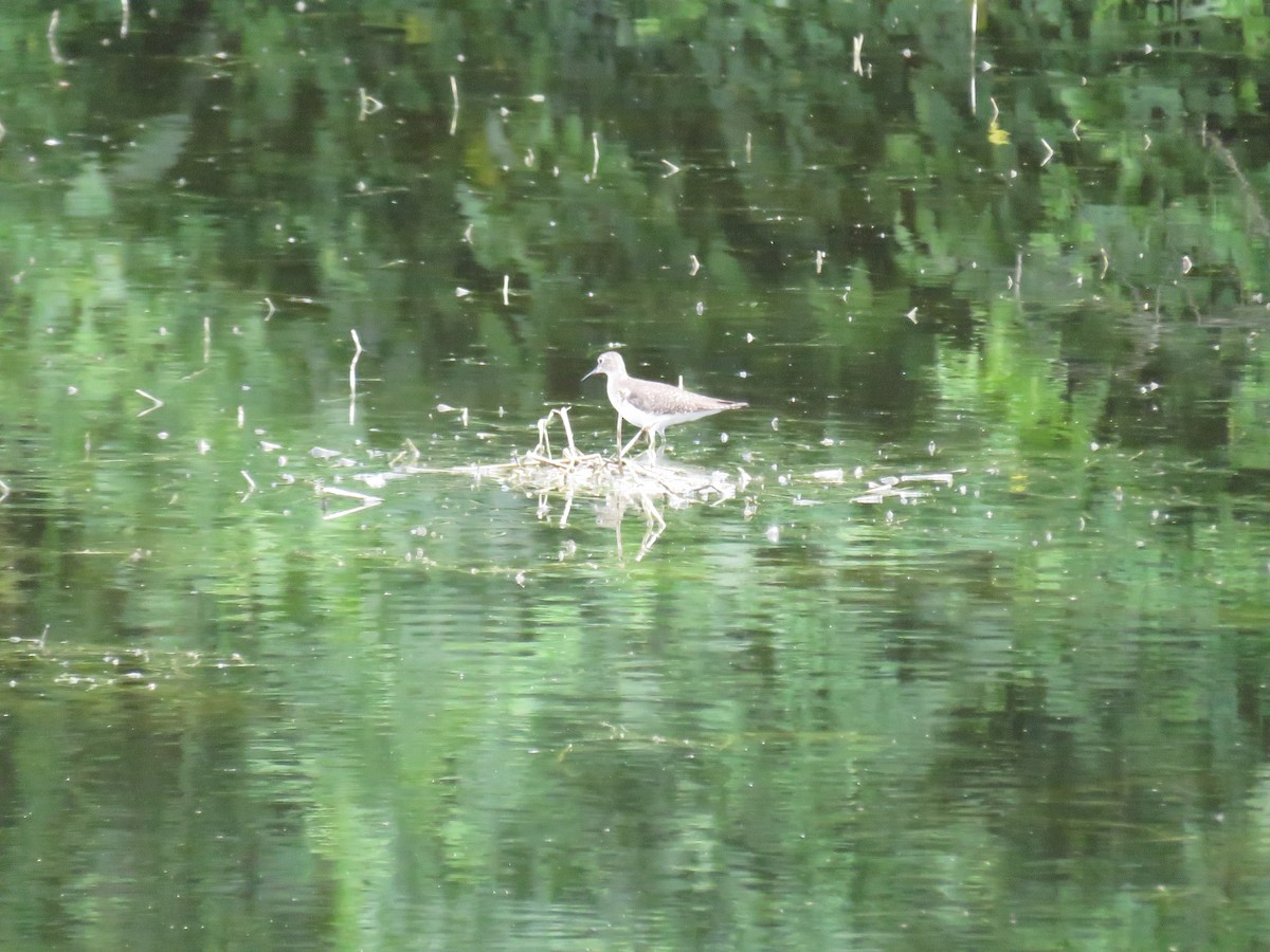 Solitary Sandpiper - ML647003905