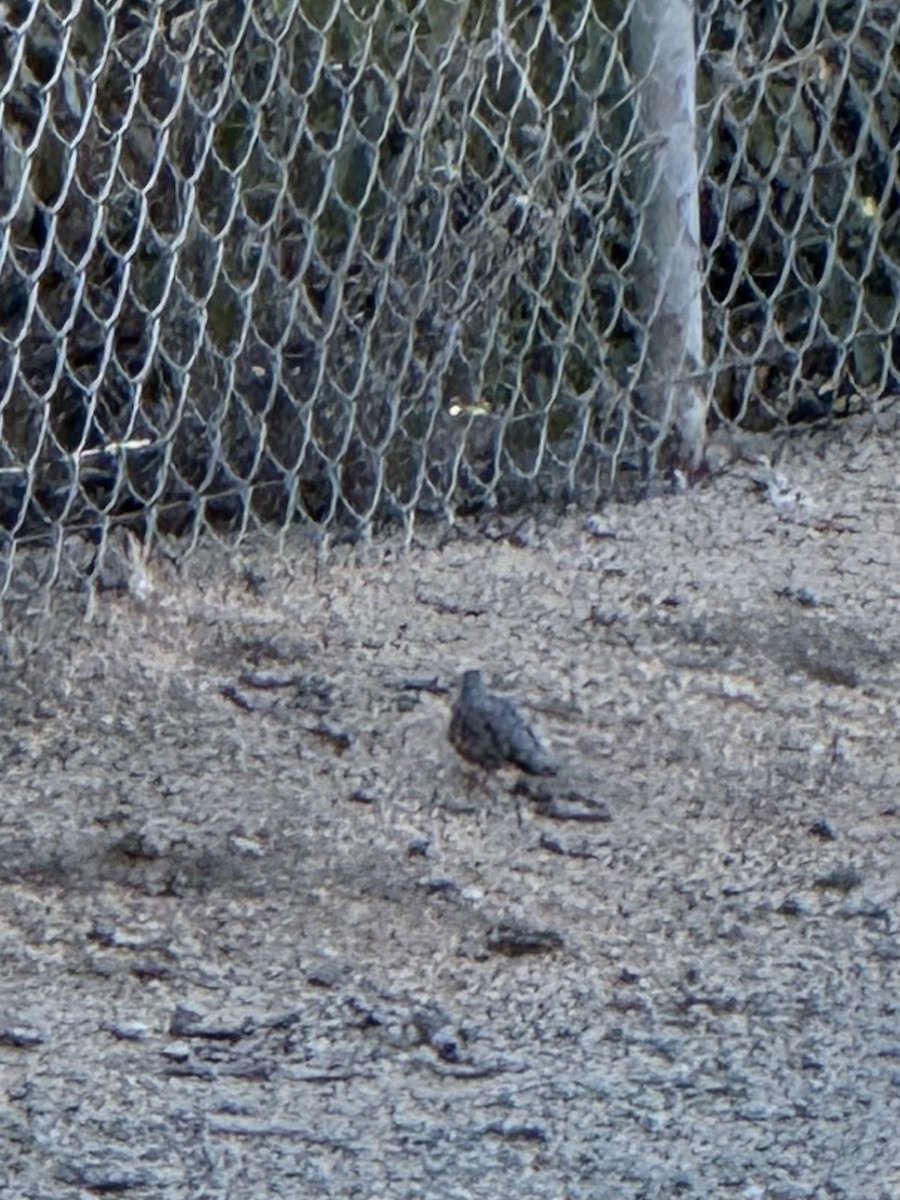 Serçe Kumrusu - ML647003906