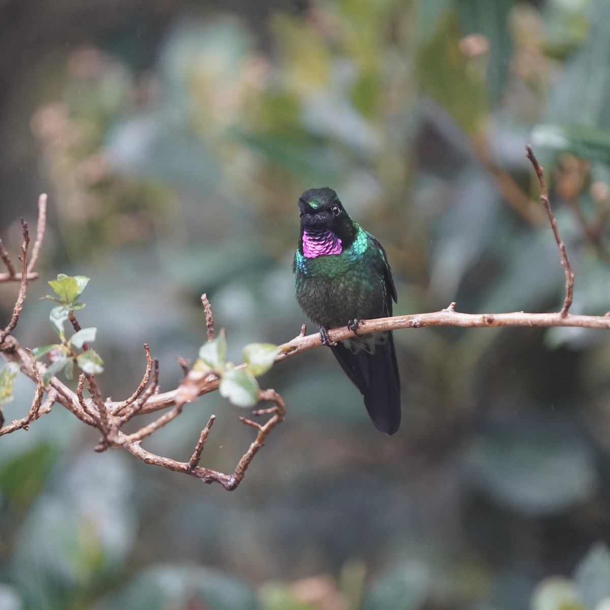 Grünband-Sonnennymphe - ML647003909