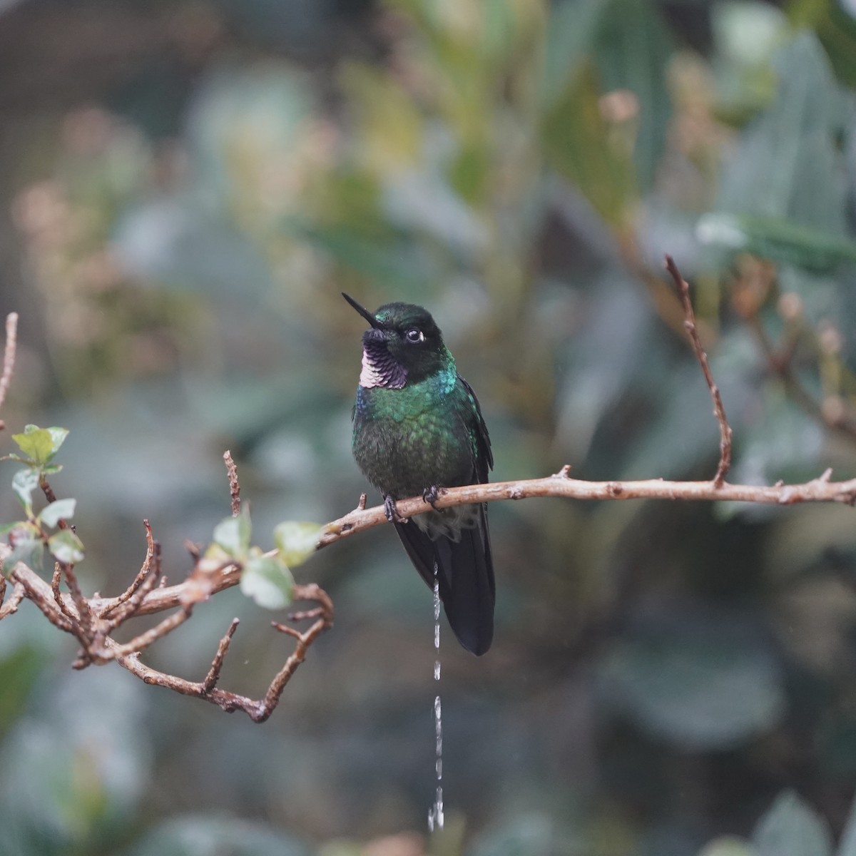 Grünband-Sonnennymphe - ML647003910