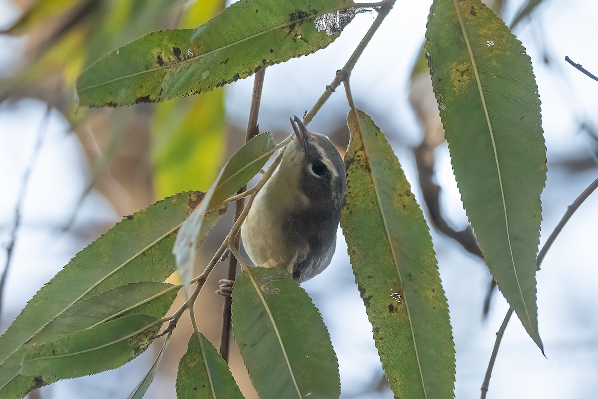 סבכון שחור-גרון - ML647003912