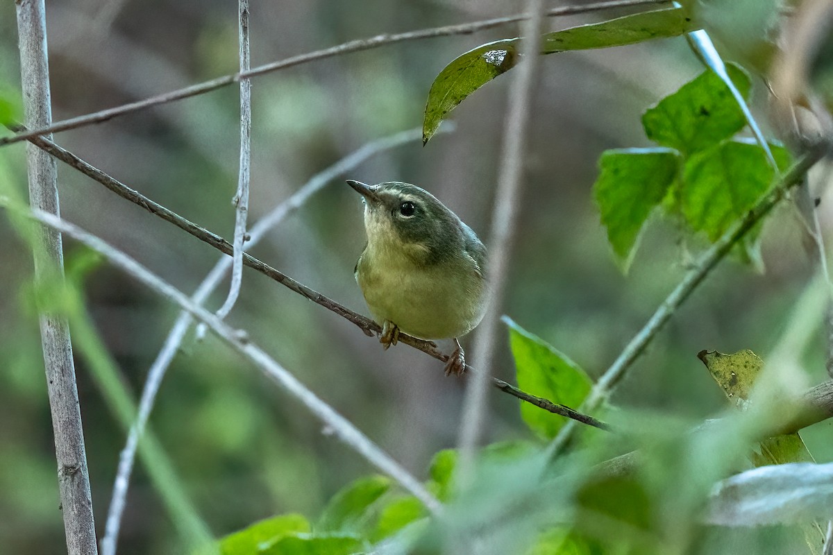 סבכון שחור-גרון - ML647003913
