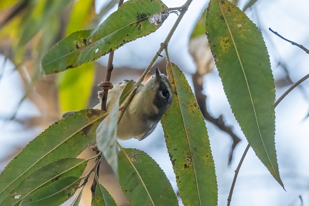 סבכון שחור-גרון - ML647003914
