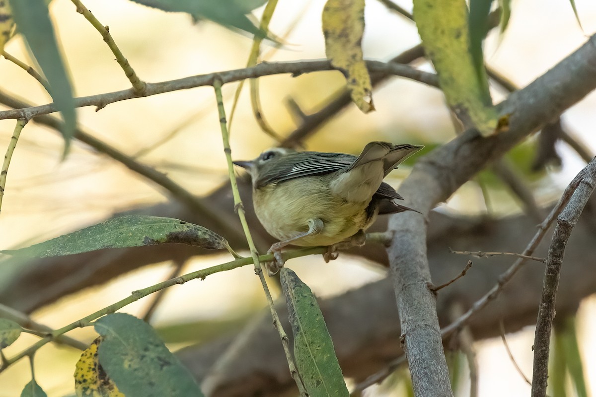 סבכון שחור-גרון - ML647003915