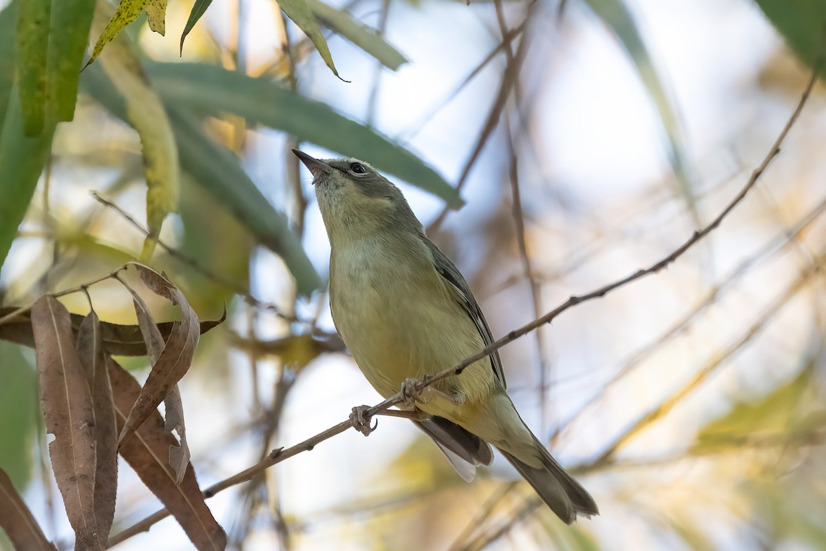 סבכון שחור-גרון - ML647003916