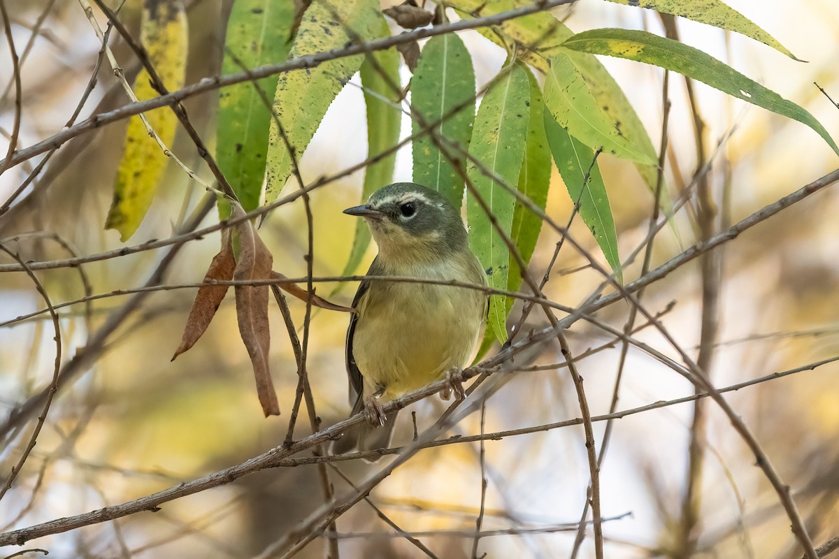 סבכון שחור-גרון - ML647003917