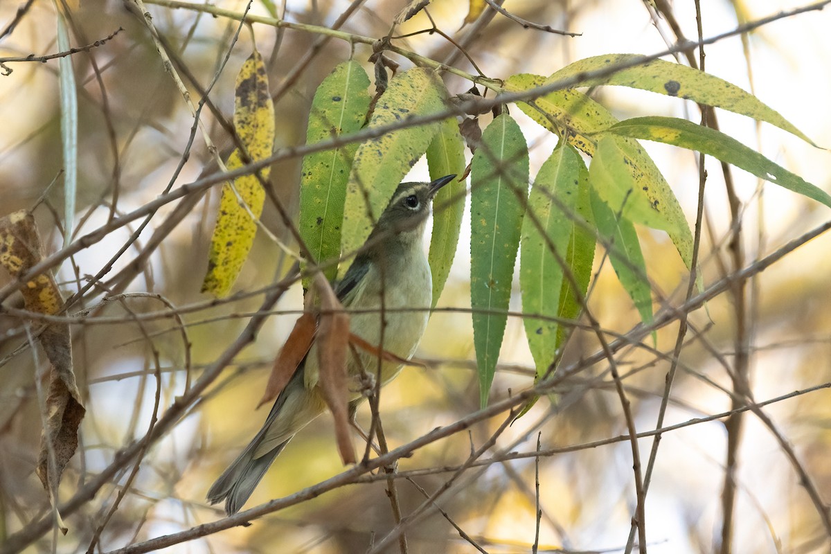 סבכון שחור-גרון - ML647003918