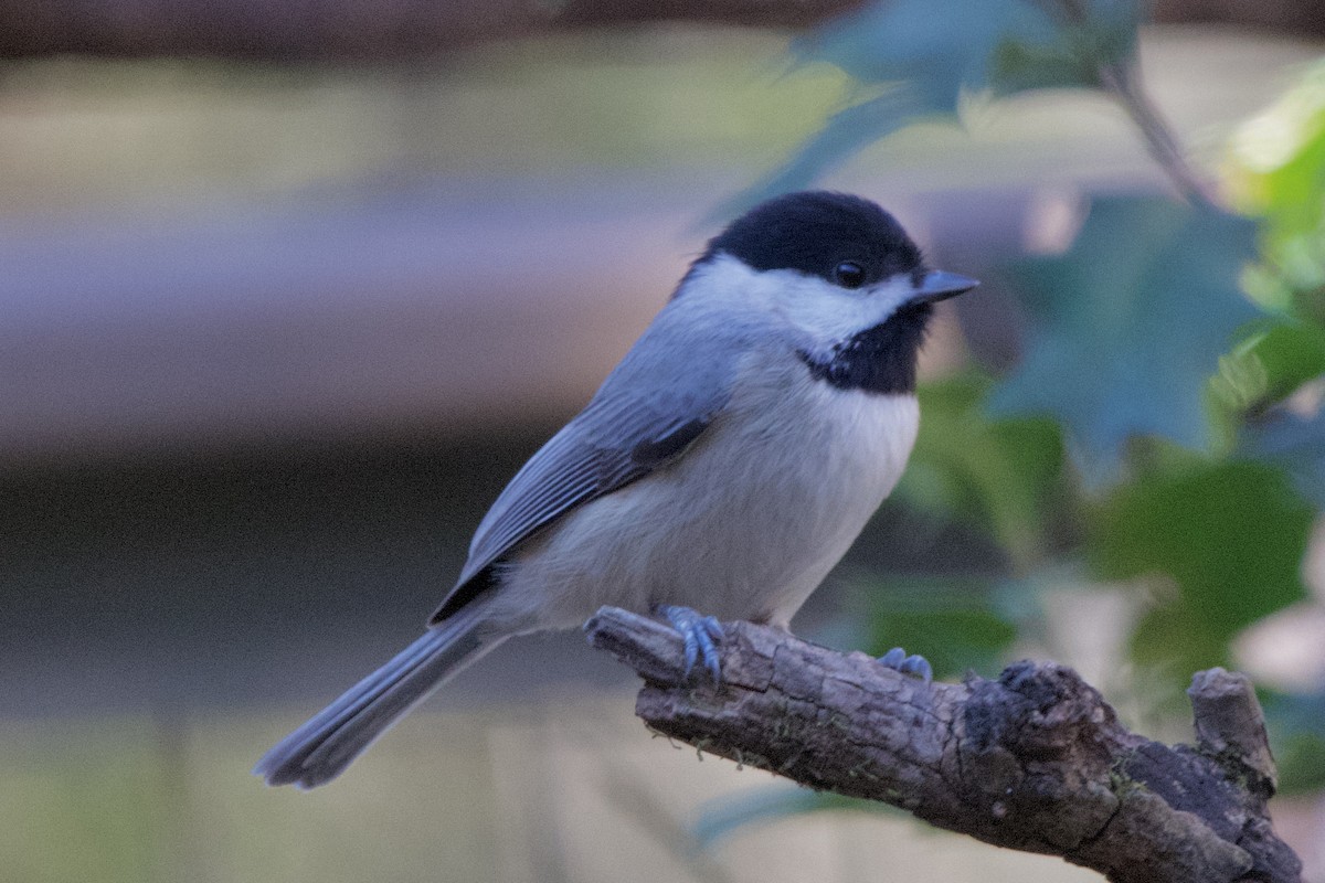 Carolina Chickadee - ML647003920