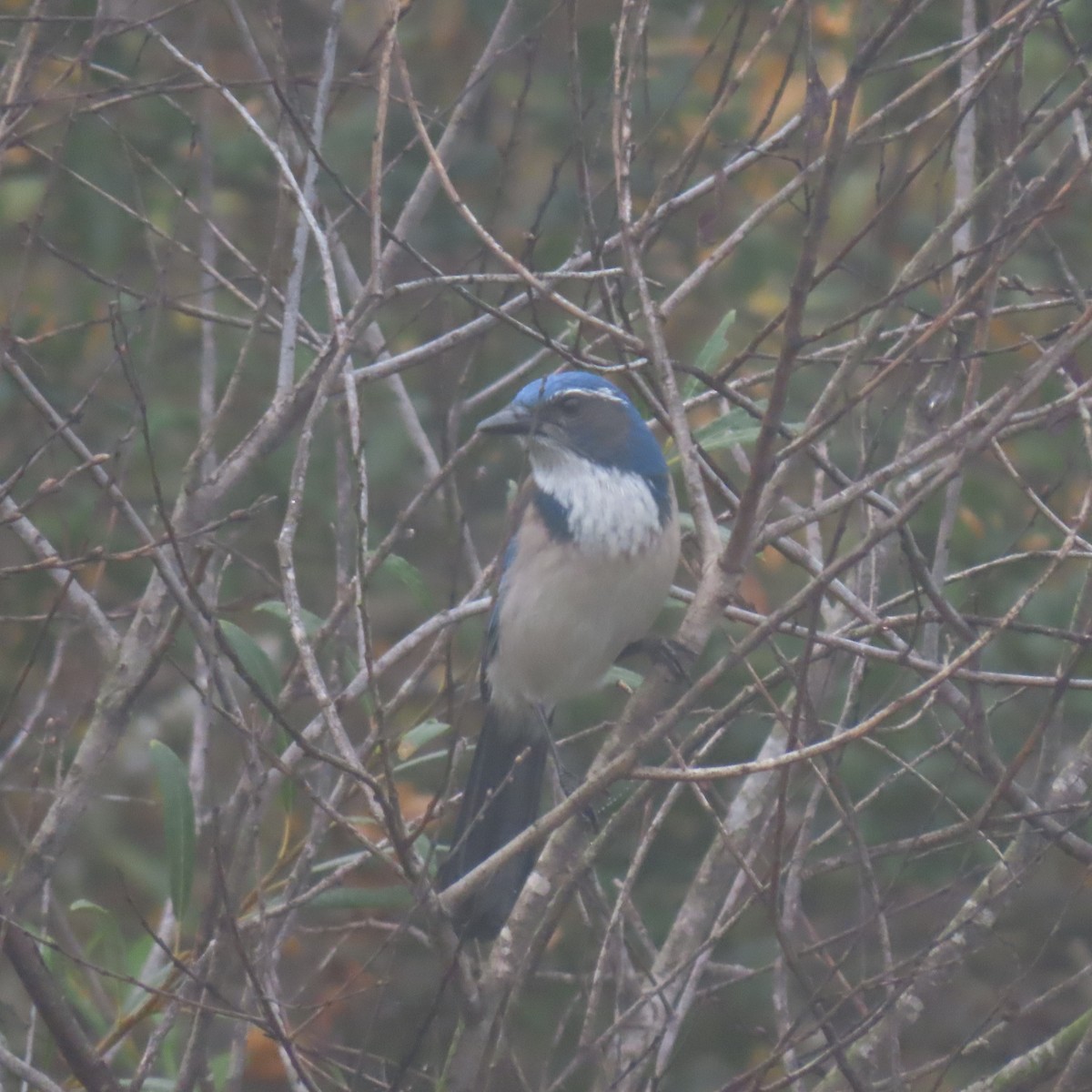 Geai buissonnier - ML647003923