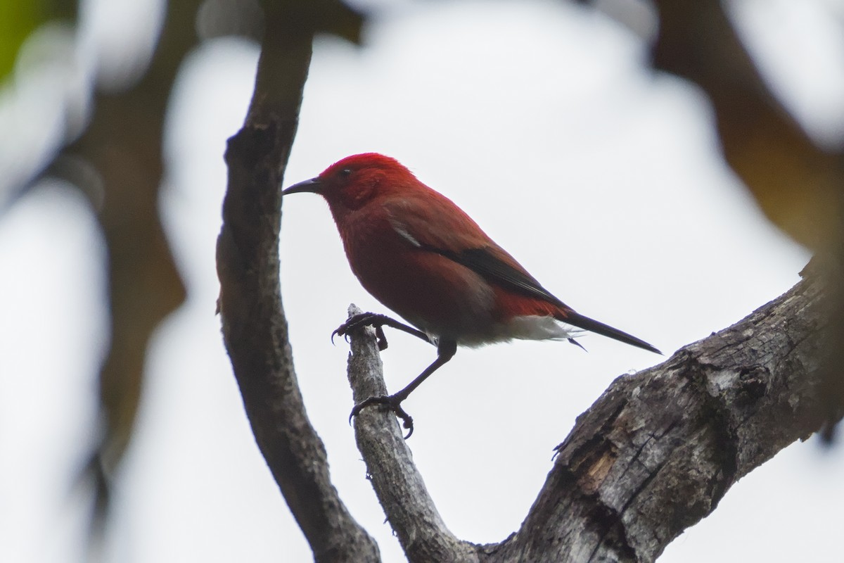 Apapanesi - ML647003925