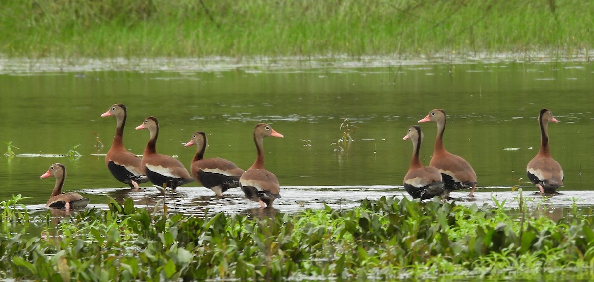 Black-bellied Whistling-Duck - ML647003935