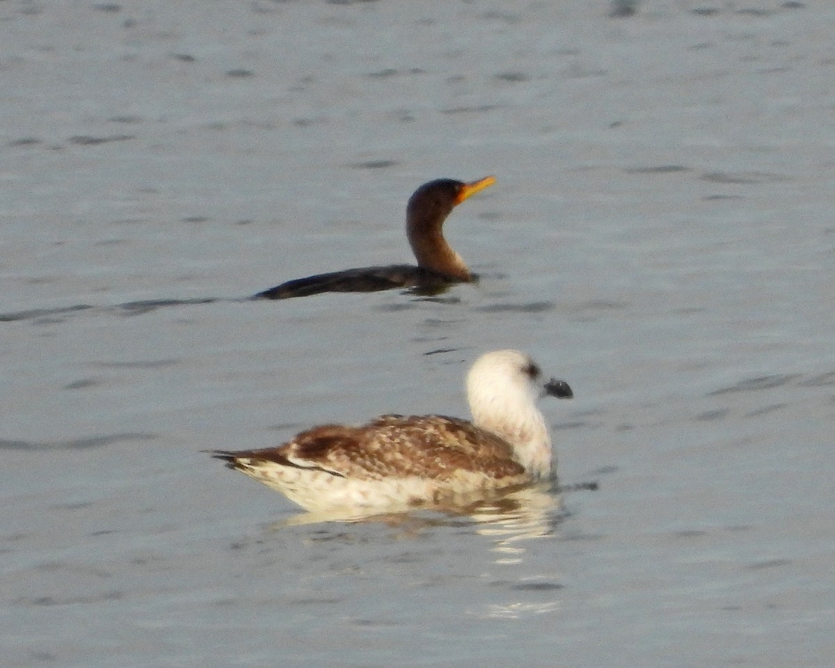 ミミヒメウ - ML647003936