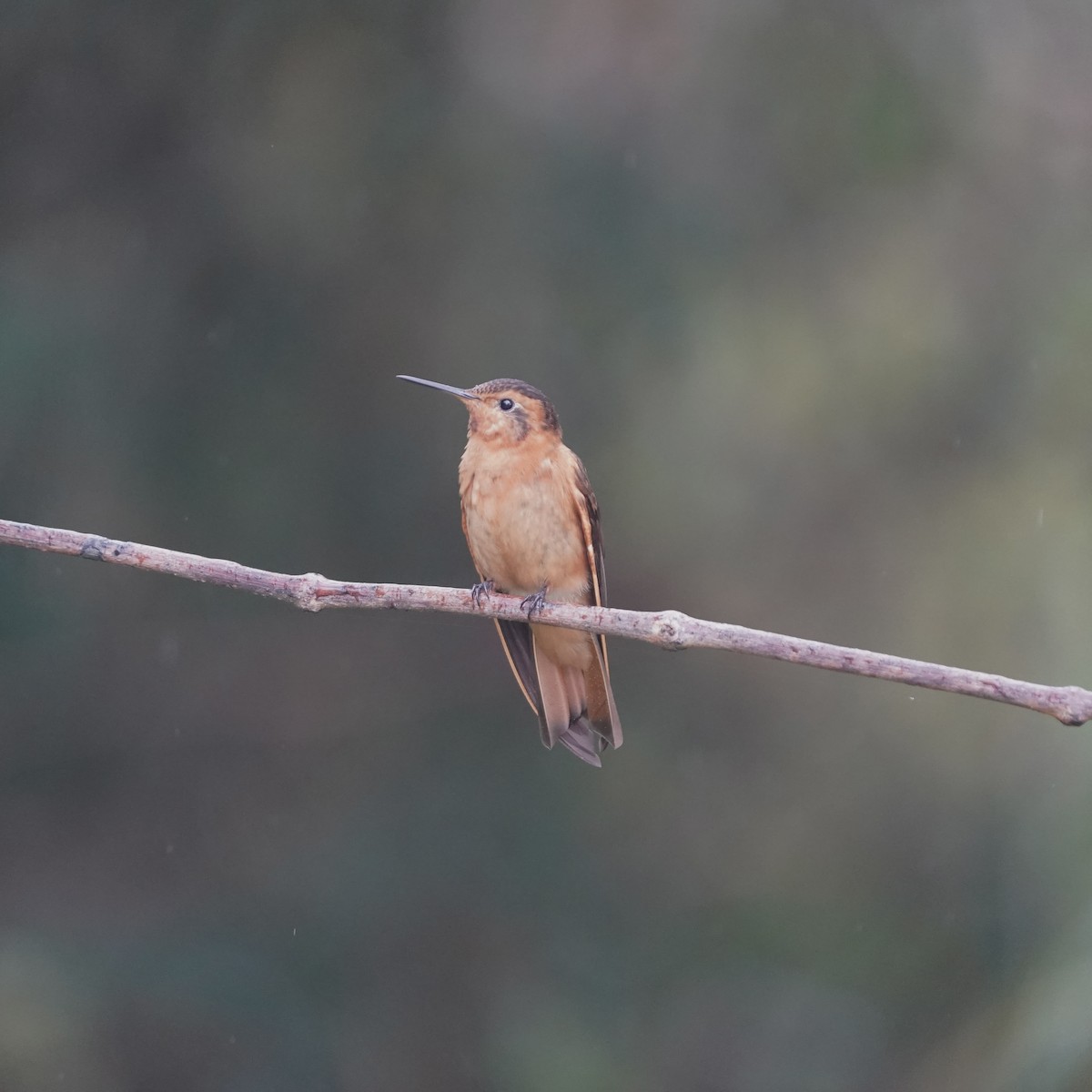 Колібрі-золотожар рудоволий - ML647003939