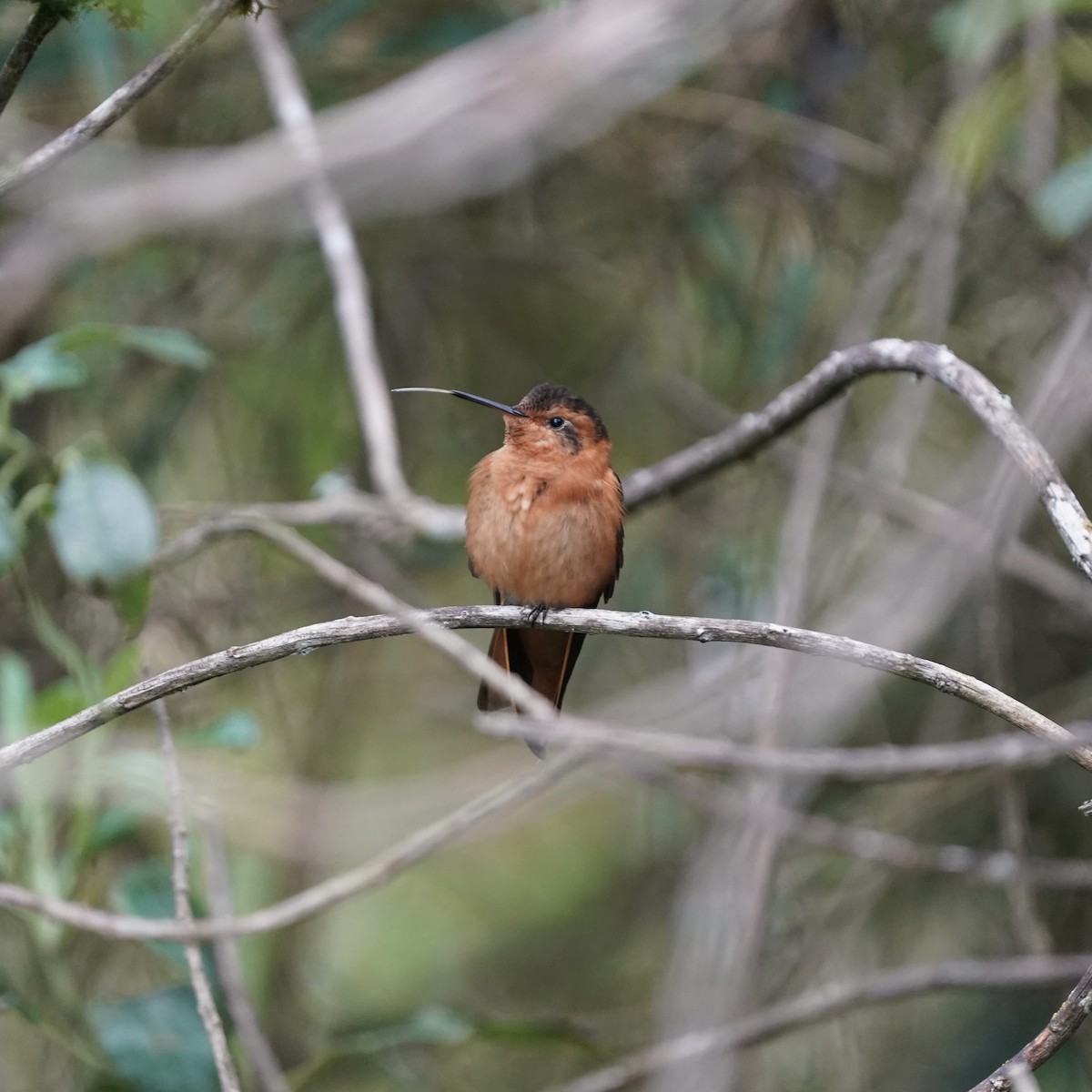 Колібрі-золотожар рудоволий - ML647003940