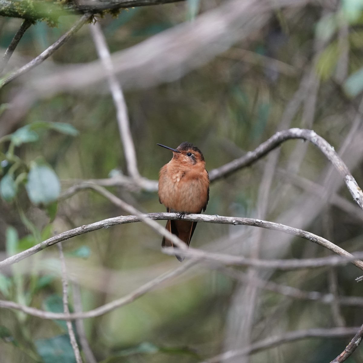 Колібрі-золотожар рудоволий - ML647003941