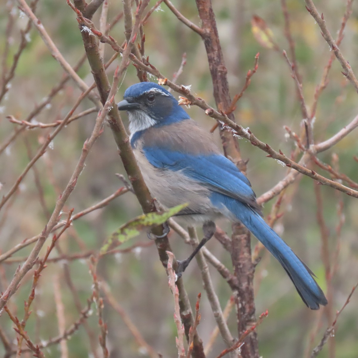 Geai buissonnier - ML647003942