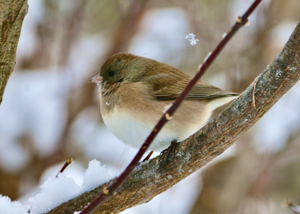 Dark-eyed Junco - ML647003945