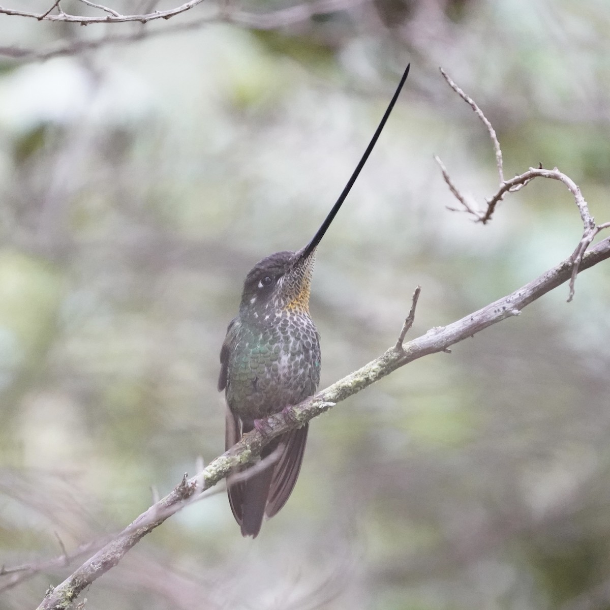 sverdkolibri - ML647003948