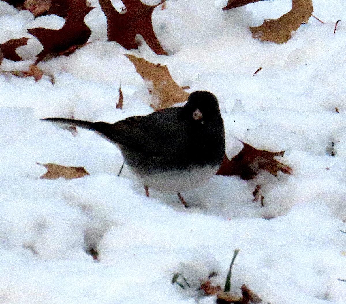 Dark-eyed Junco - ML647003949