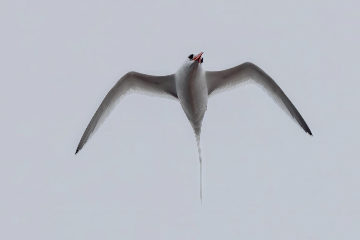 Red-billed Tropicbird - ML647003950