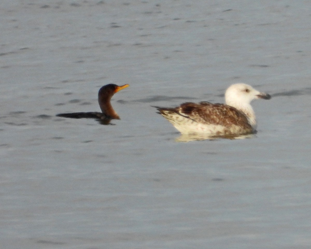 Great Black-backed Gull - ML647003955