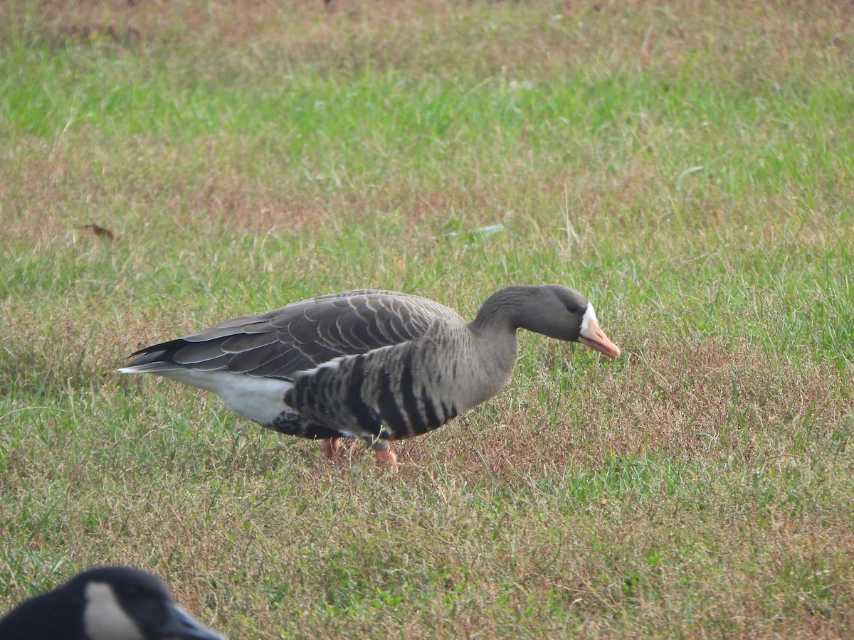Greater White-fronted Goose - ML647003958