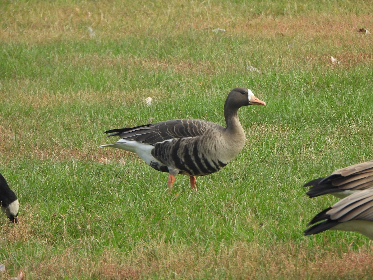 Greater White-fronted Goose - ML647003962