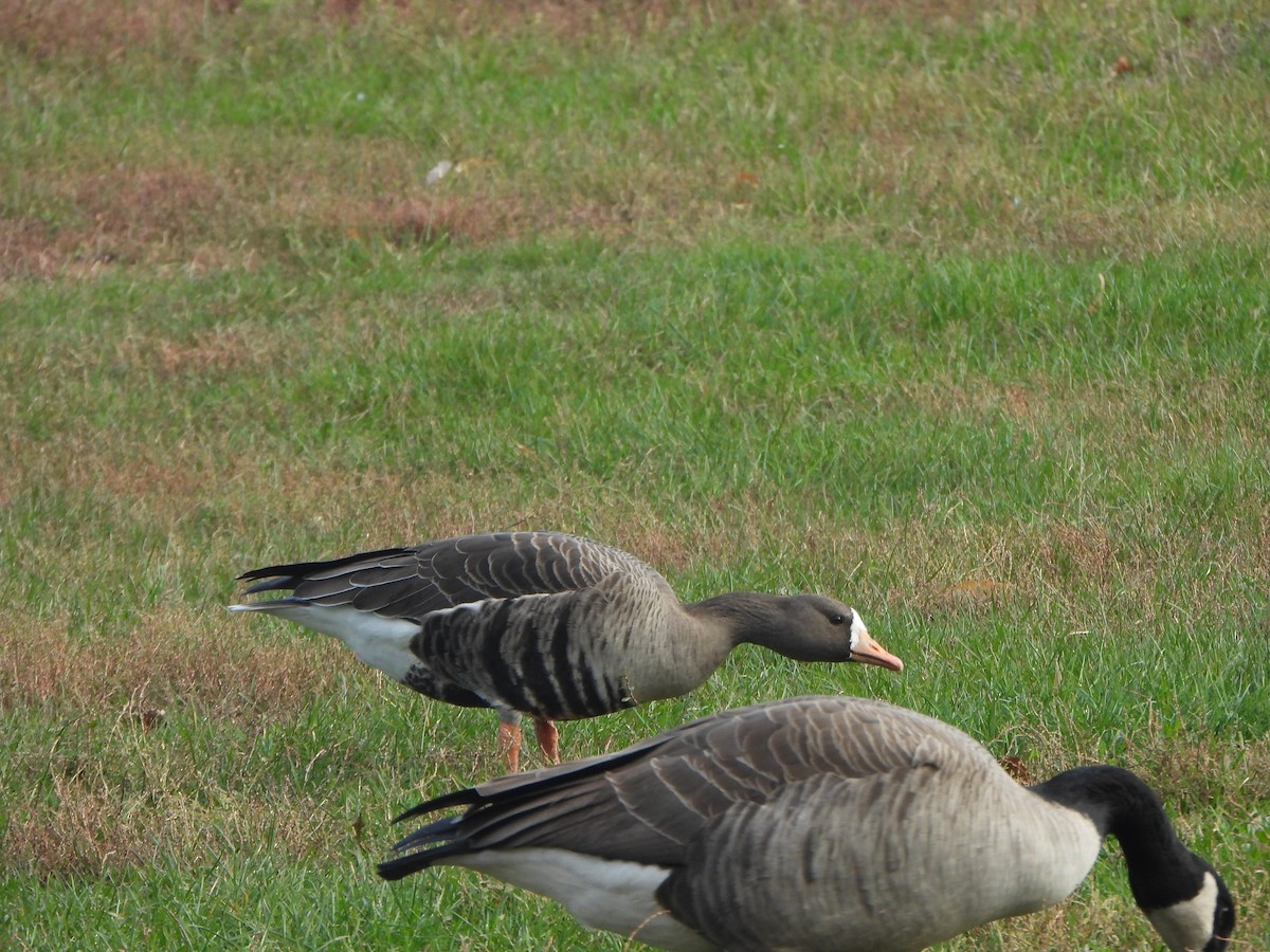 Greater White-fronted Goose - ML647003967