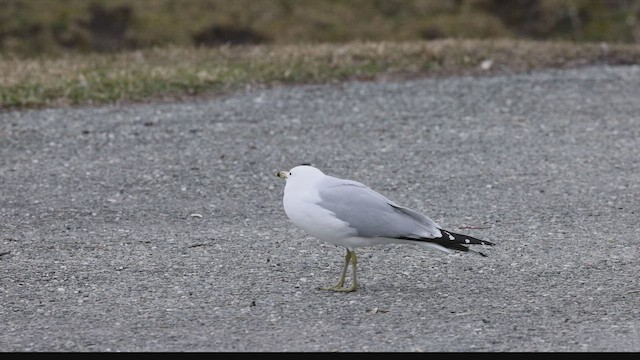 Ring-billed Gull - ML647003968