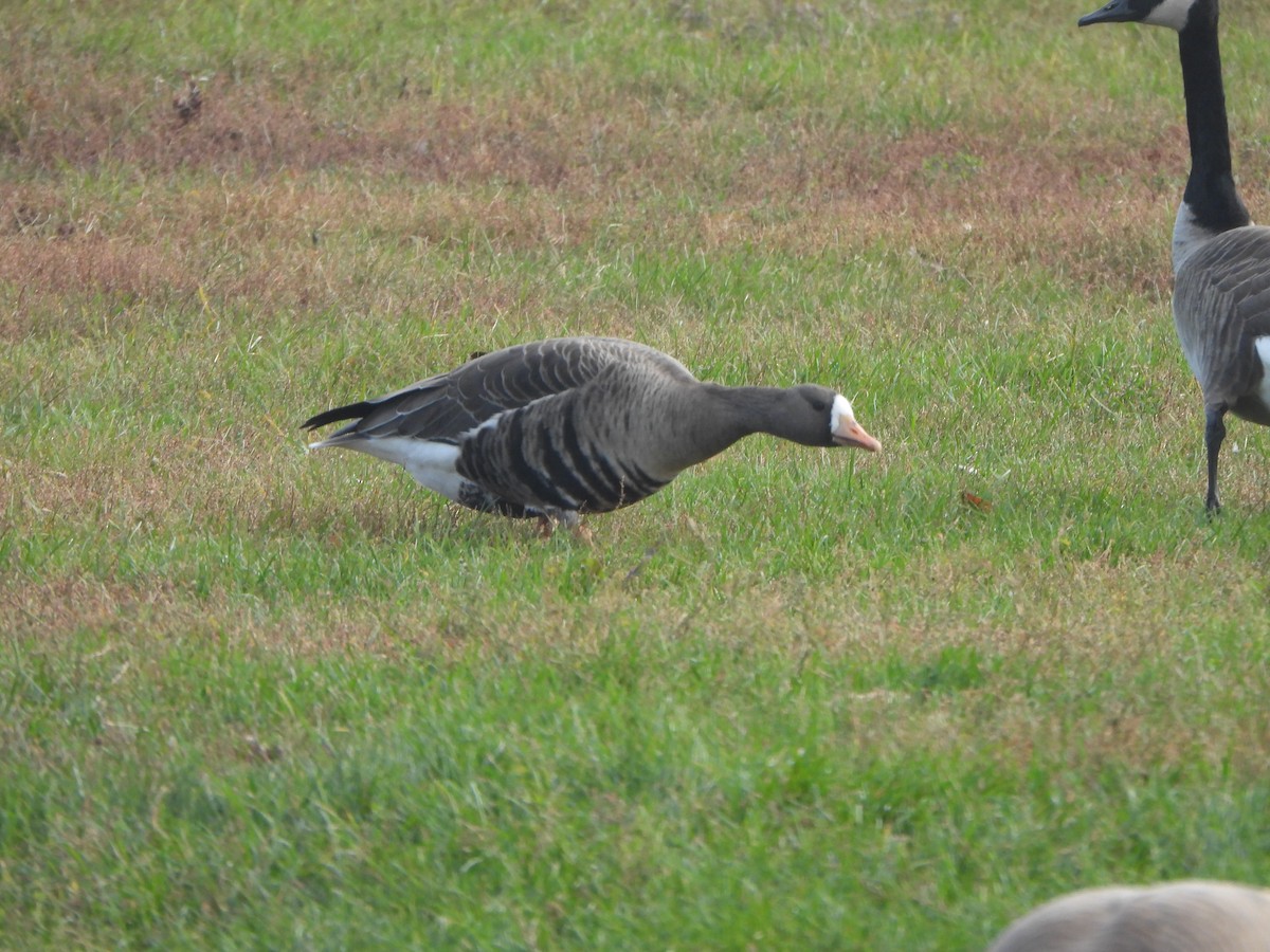 Greater White-fronted Goose - ML647003969