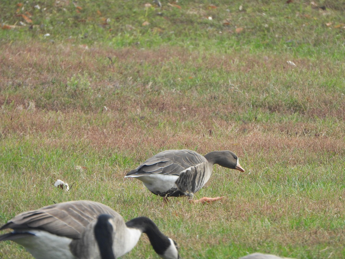 Greater White-fronted Goose - ML647003970