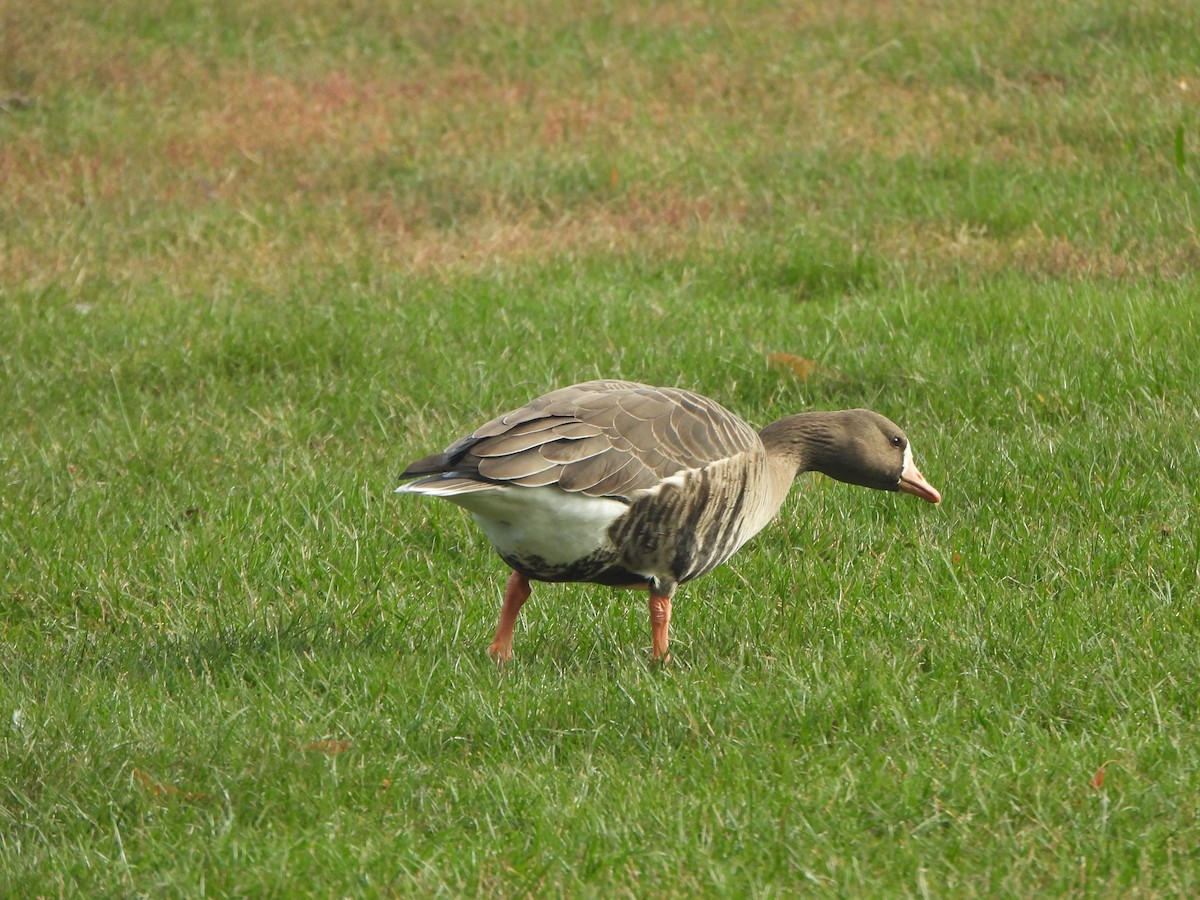 Greater White-fronted Goose - ML647003971