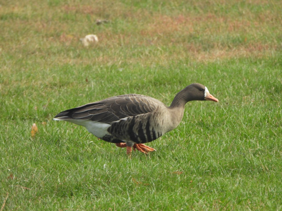 Greater White-fronted Goose - ML647003972