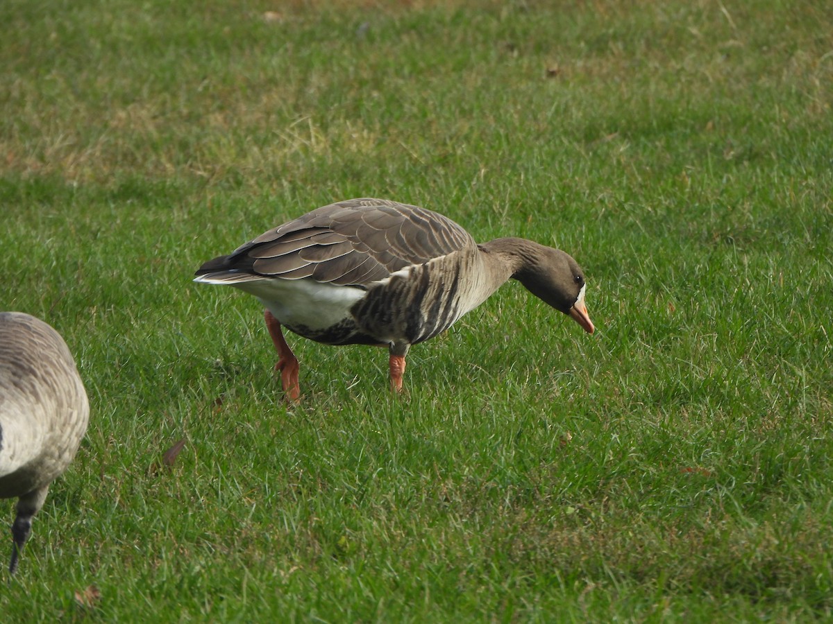 Greater White-fronted Goose - ML647003973