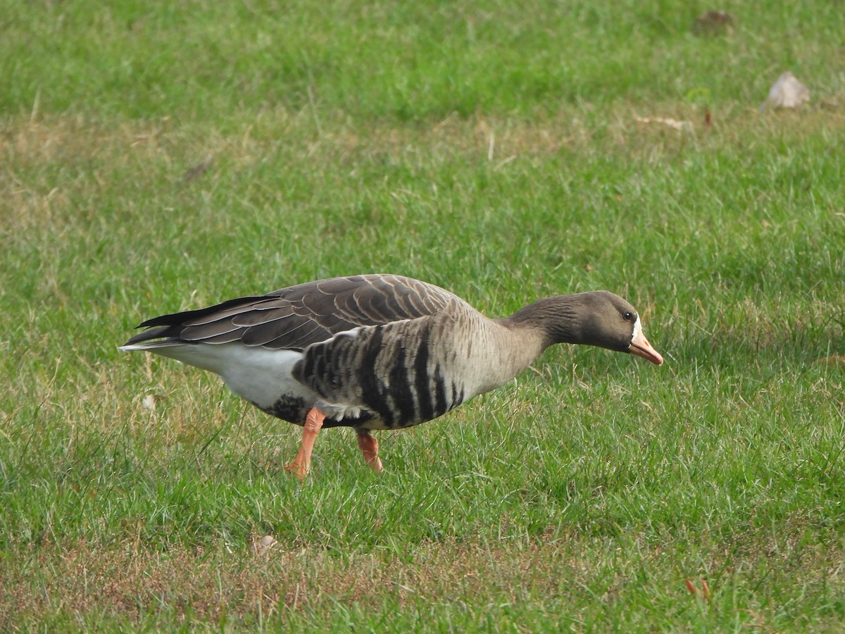 Greater White-fronted Goose - ML647003974