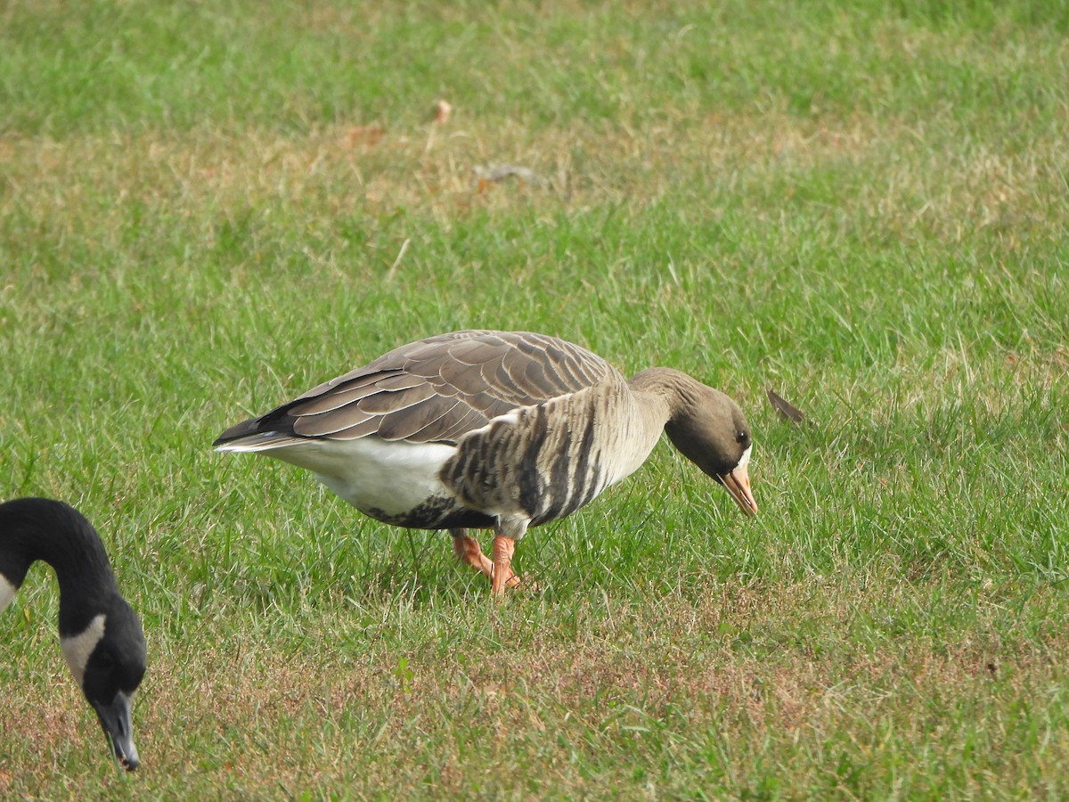 Greater White-fronted Goose - ML647003975