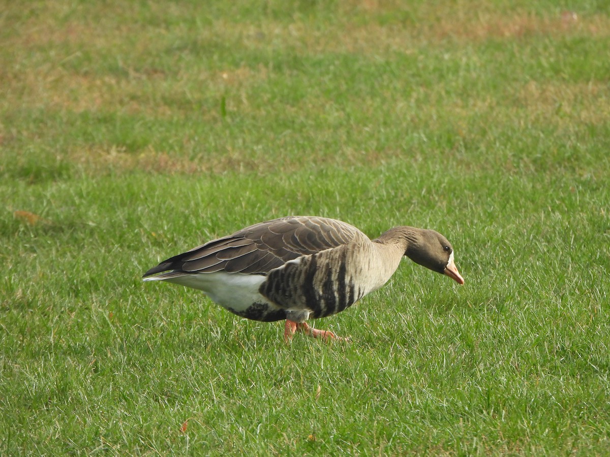 Greater White-fronted Goose - ML647003976