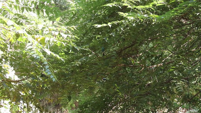 Verditer Flycatcher - ML647003978