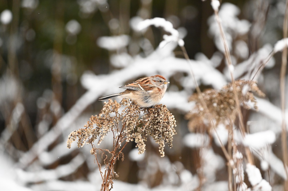 American Tree Sparrow - ML647003980
