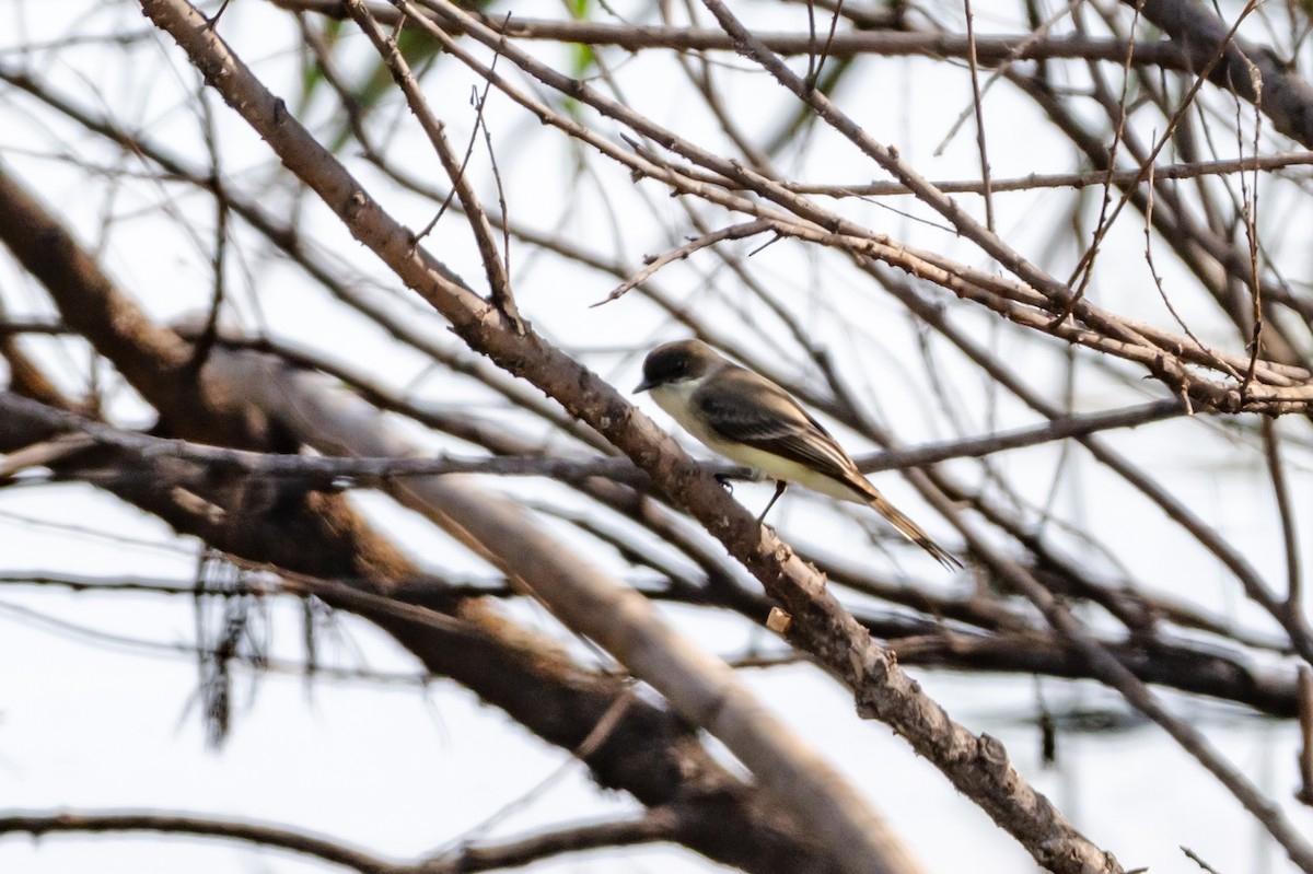 Mosquero Fibí - ML647003981